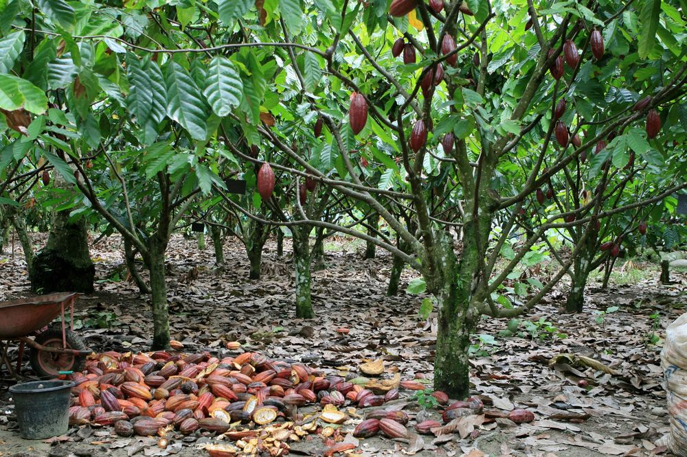 Arbore de cacao